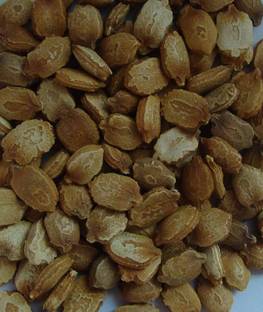 VibeX Bitter Gourd Seed