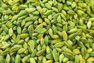 Live World Elaichi/Cardamom Plant