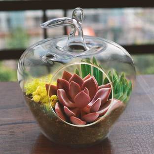 Leafy Dew Apple Glass Terrarium (4 Inch) with rope, cocopeat and white pebbles Indoor Planter Glass Terrarium Plant Container Set