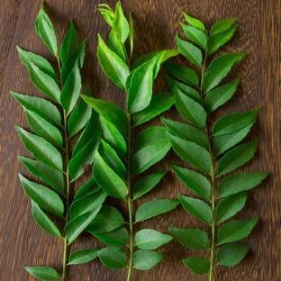 Starlink Curry Leaf Plant