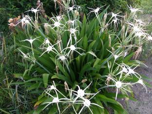 Zomoloco Lily Plant