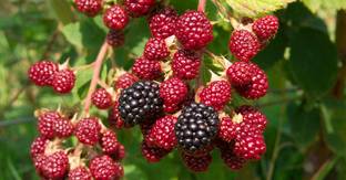 Eco Ocean Shahtoot/Mulberry Plant