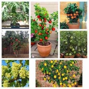 Crapulous (Apple Grape Guava Orange Papaya Lemon Pomegranate) 5 Seeds of Each Plants Seed