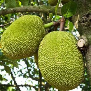 VANASPATI UDYAN Jackfruit Plant