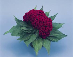 VibeX Bitter Gourd Seed