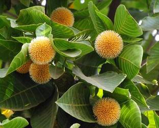 DAIVISH Heart Leaf Oxycardium Plant