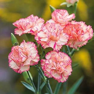 KANAYA Carnation Flower Best Quality Seed