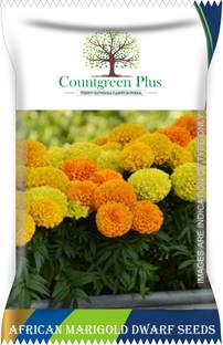 Countgreen Plus African Marigold Flower Seeds Seed