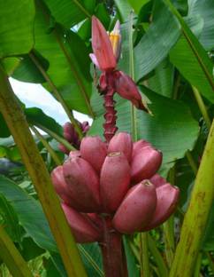 M-Tech Gardens Pink Ornamental Banana Seed