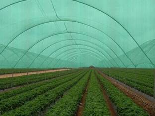 AGK Enterprises Green Shade Net for Garden/Balcony with Niwar 75% 15X15 Ft Portable Green House
