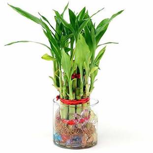 Green Plant indoor by Green plant indoor Bamboo1101 Plant Container Set