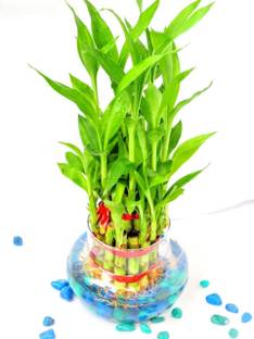 Green Plant indoor by Green plant indoor Bamboo1102 Plant Container Set