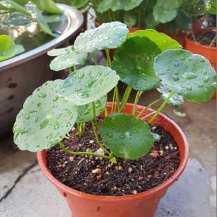 Vijay Sales Centella Plant