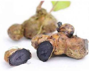 गोसिद्धि हल्दी का पौधा पौधा