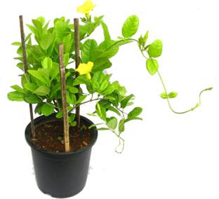 Grinian Madhumalti/Rangoon Creeper