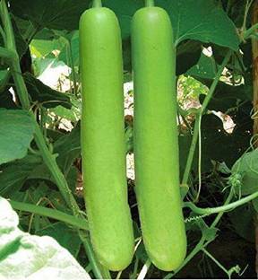 LYRS Samrat Bottle Gourd / Ghiya Seed- 5 Seed
