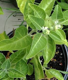 ukandagarden Ashwagandha/Indian Ginseng