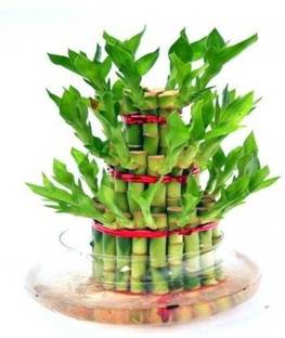 Green Plant indoor by Green plant indoor Bamboo3056 Plant Container Set