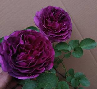 Biosnyg Purple Rose Easy Grow Rose Flower 25 Seeds Seed