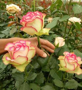 Biosnyg Rose Flower Fresh Plants 5gm Seeds Seed