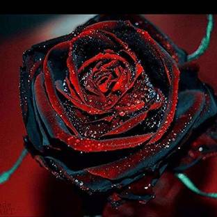 Biosnyg Black Rose Flower with Red Edge Rare Rose Flowers for Planting 5gm Seeds Seed