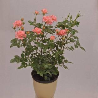 Biosnyg Fresh Plants Rose Rose Rosa Rugosa Thunb for Planting 5gm Seeds Seed