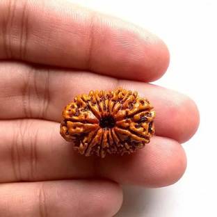 RATAN BAZAAR 14 Mukhi Rudraksha Beads Original fourteen Faces Rudraksha Astrological Purpose Beads Stone