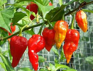 SHOP 360 GARDEN Bhoot Jolokia, Naga Chilli, Ghost Pepper, Bhut jolokia Seed