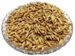 ORGANIC NATURE Raw Barley Seeds Jau (Pack of 5 kg) Barley
