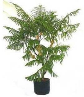 Grun Amla Plant