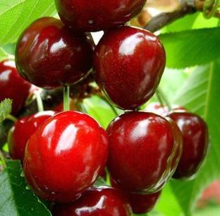 Heaven Of Saplings Cherry Fruit Plant