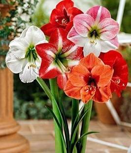 Grun Lily Plant