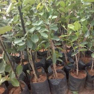 Deepcloud Jamun Plant