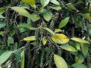 Deepcloud Black Pepper Plant