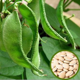 MyOwnGarden Creeper Flat Beans Seeds Seed