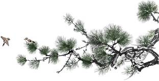 Asian Paints 80 cm Pine Tree Vinyl Wall Sicker Removable Sticker