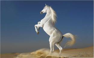 HK Prints 45 cm Horse sticker - horse stickers - running horse sticker - horse wall sticker - horse sticker for room Self Adhesive Sticker
