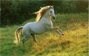 HK Prints 45 cm Horse sticker - horse stickers - running horse sticker - horse wall sticker - horse sticker for room Self Adhesive Sticker