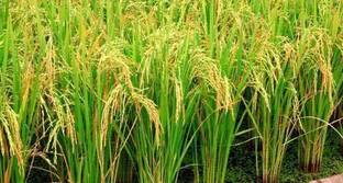 VISION CRAFTED Rice Paddy Seed for Sowing - Basmati seeds for farming | Basmati seeds for cultivation -1121 Variety Seed
