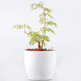 Grinian Shami/Jand Plant