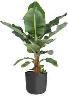 Selpline Banana Plant