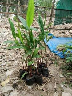 Starlink Elaichi/Cardamom Plant