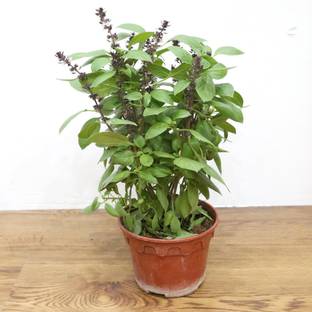 go4plants Basil Plant