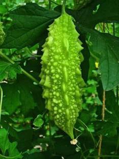 sivam Bitter Gourd, Karela seeds Seed