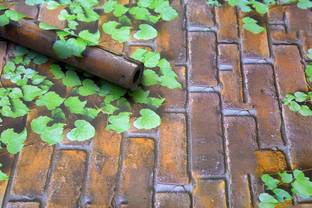 Wow Interiors 200 cm LEAF PEEL Removable Sticker