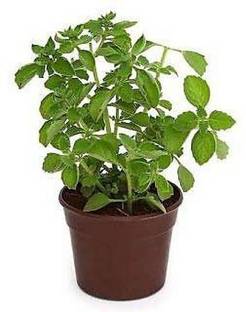 Starlink Ajwain Plant