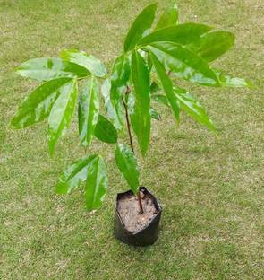 Starlink Ashok Plant