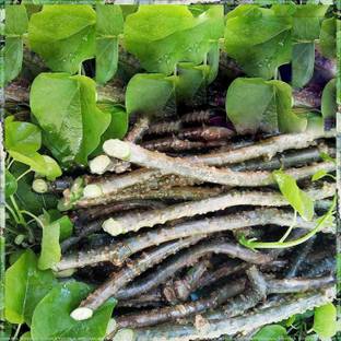 Bestway Giloy stems, Neem Giloy Stems, Guduchi stems, Neem Giloy, Tinospora cordifolia stems Seed Seed