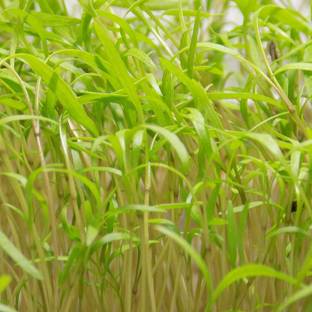 VibeX Yellow Carrot Seed