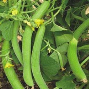 YOUNG STAR KAKRI SEEDS, Long Melon Kakri SEEDS, Cucumber Kakdi Seeds SEEDS Seed